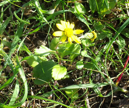Senecio leucanthemifolius